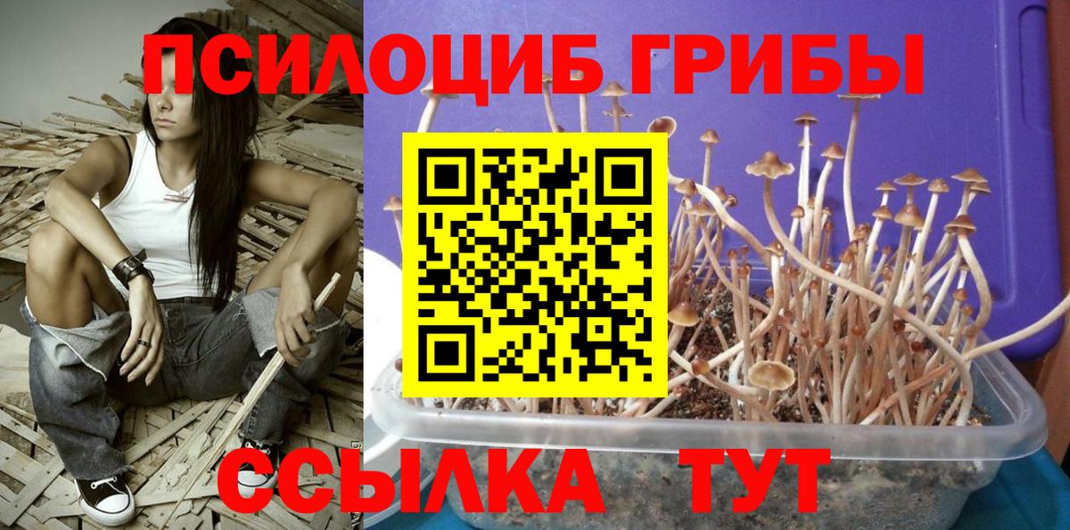 Псилоцибиновые грибы мицелий Пугачёв